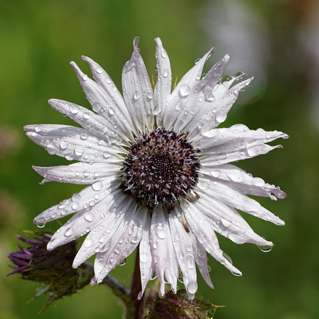 Berkheya purpurea - Südafrikanische Purpurdistel