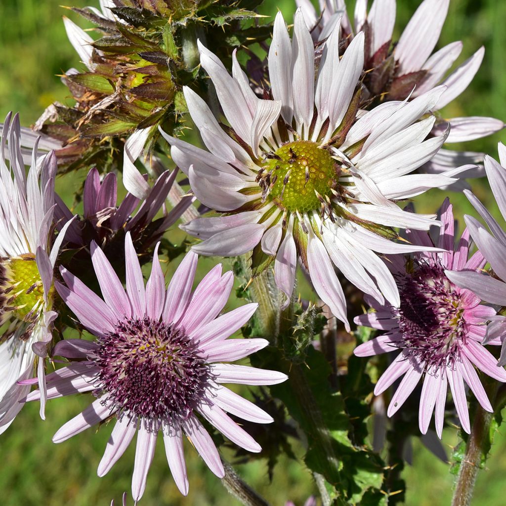 Berkheya purpurea - Südafrikanische Purpurdistel