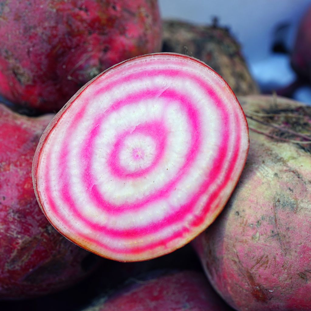 Rote Bete Chioggia
