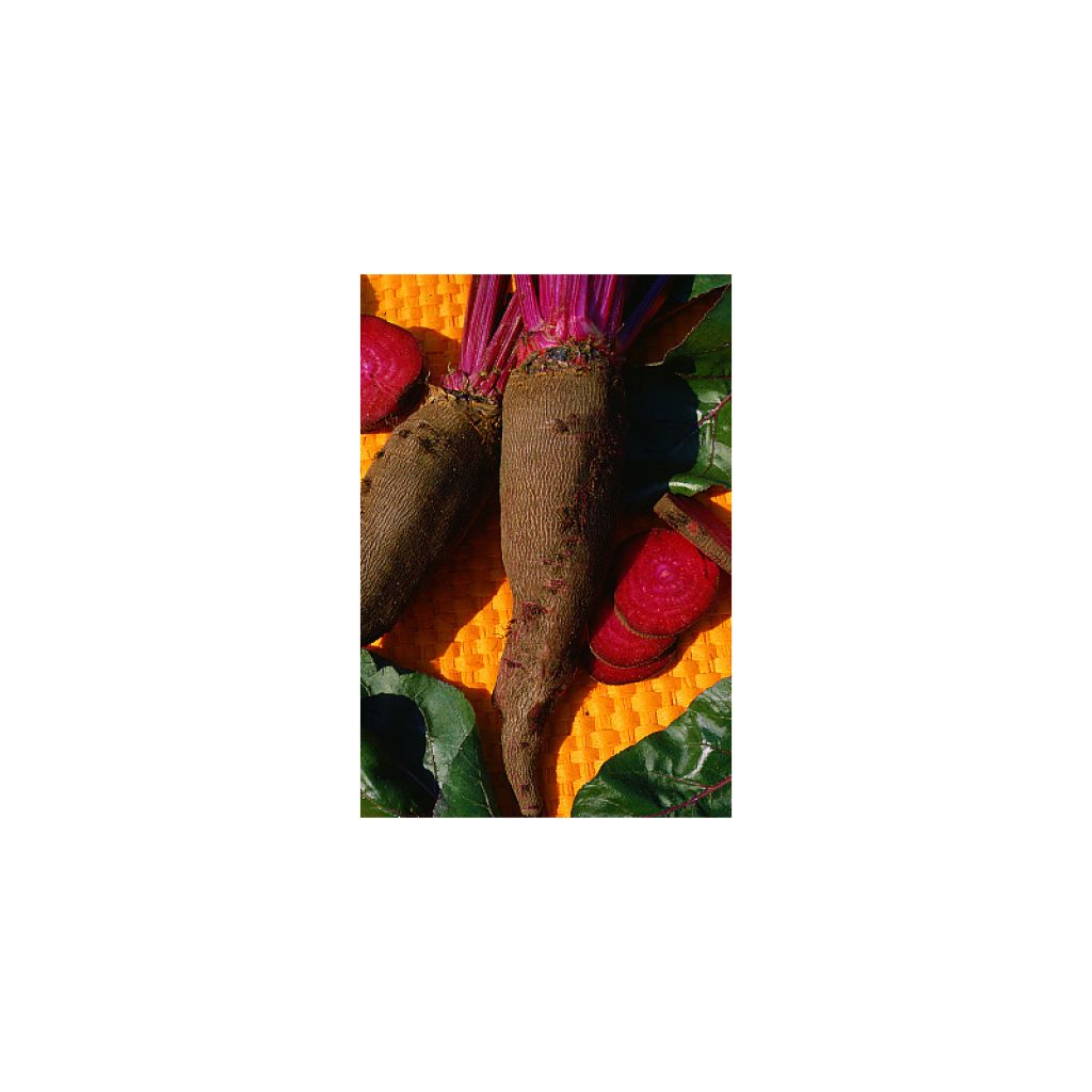 Rote Bete Crapaudine