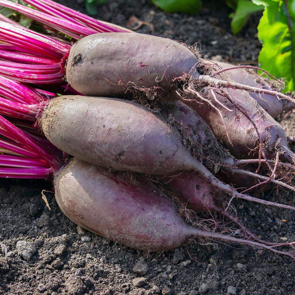 Rote Bete Cylindra