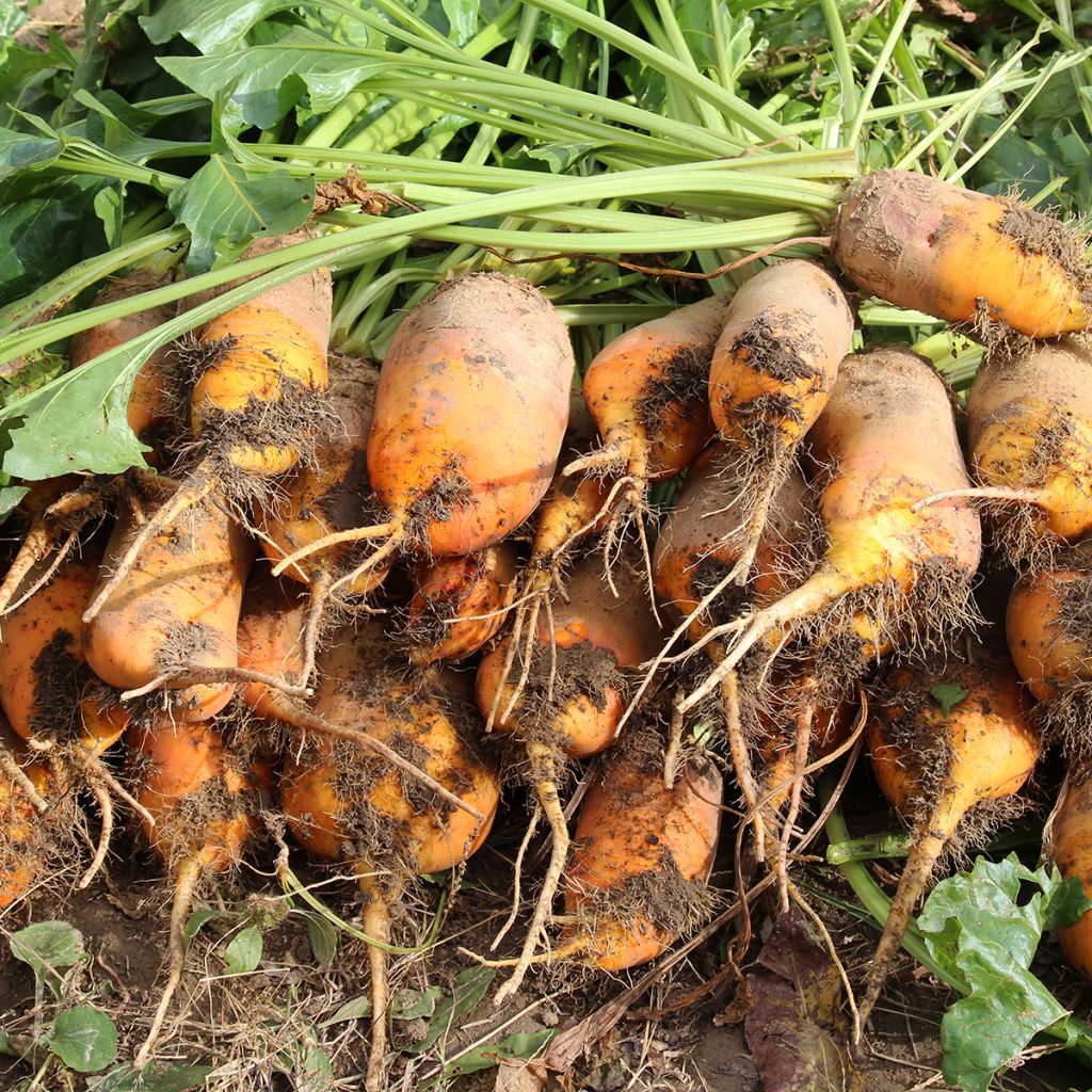 Rote Bete Große Gelb Futterrüben de Vauriac