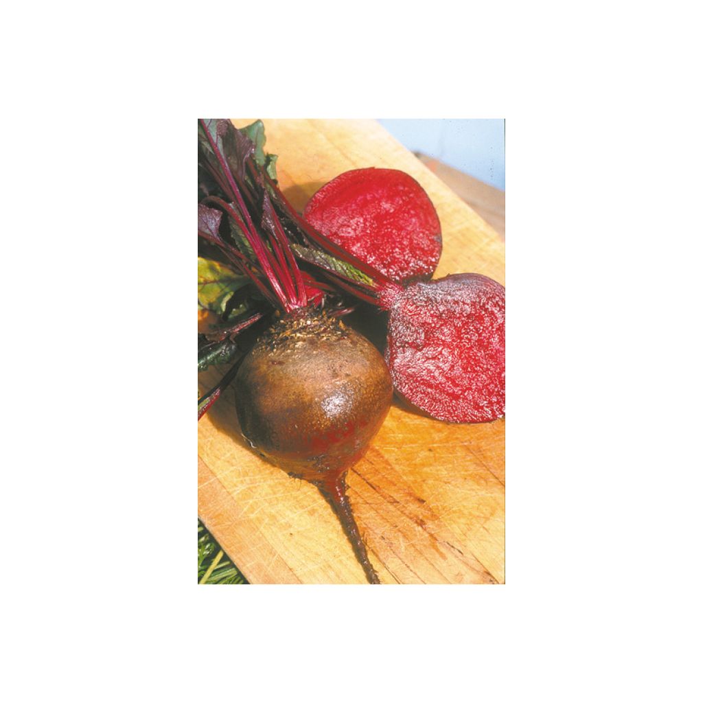 Rote Bete Globe de Detroit