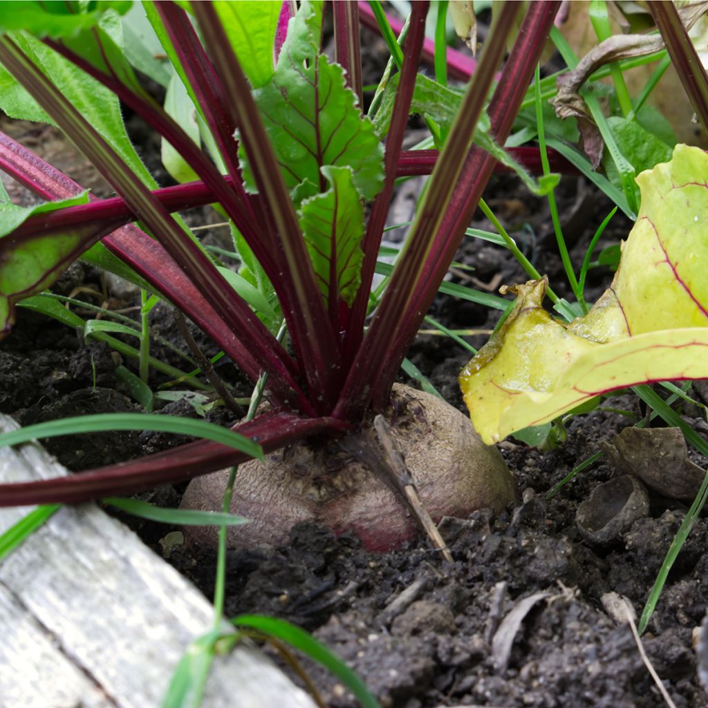 Rote Bete noire plate d'Egypte