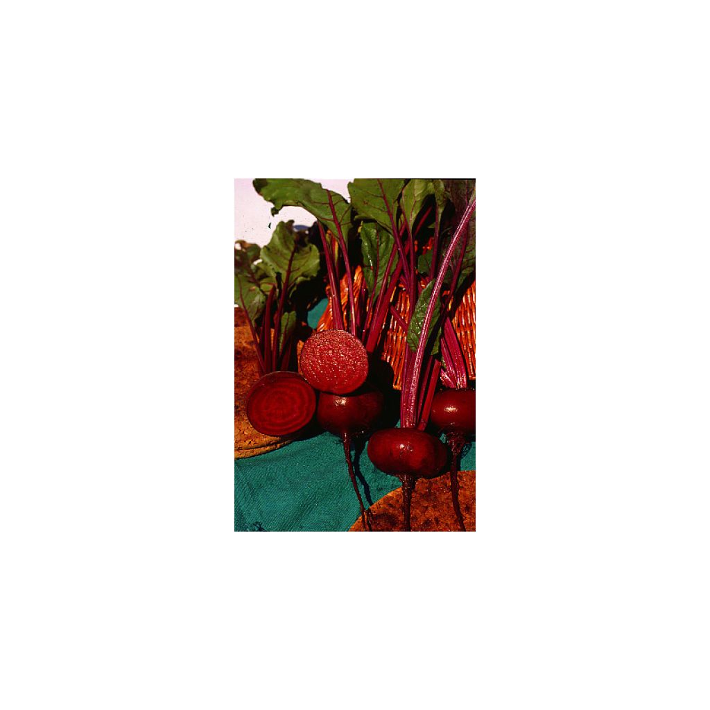 Rote Bete noire plate d'Egypte