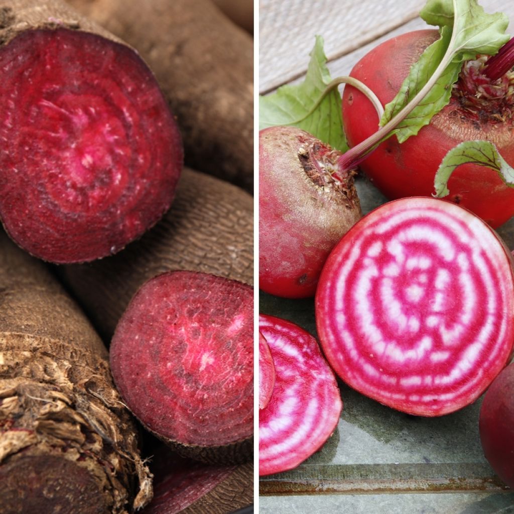 Rote Bete Mix (Crapaudine, Chioggia) Bio - La Ferme de Sainte-Marthe