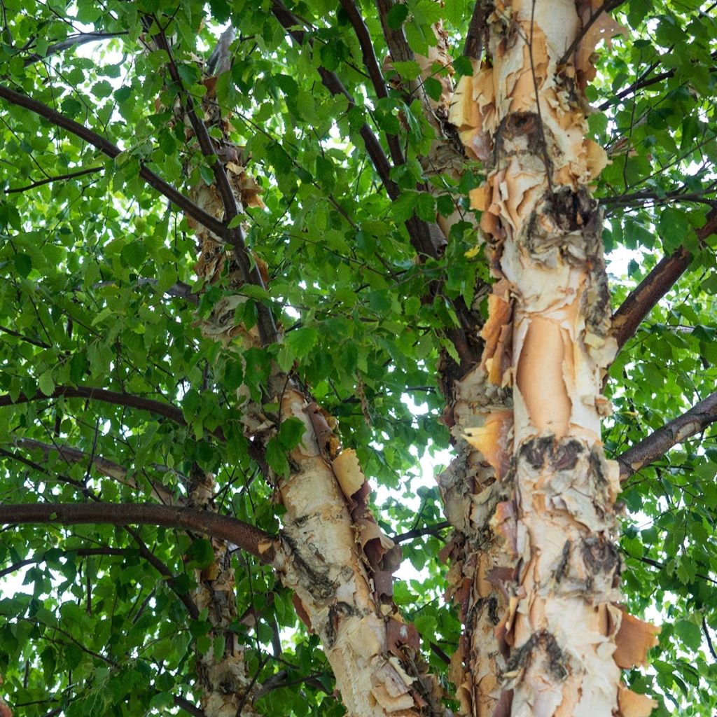 Betula nigra - Schwarz-Birke