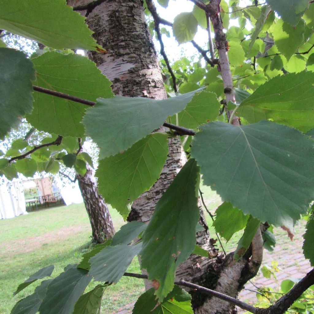 Betula papyrifera - Papier-Birke