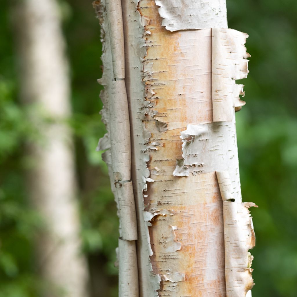 Betula papyrifera - Papier-Birke