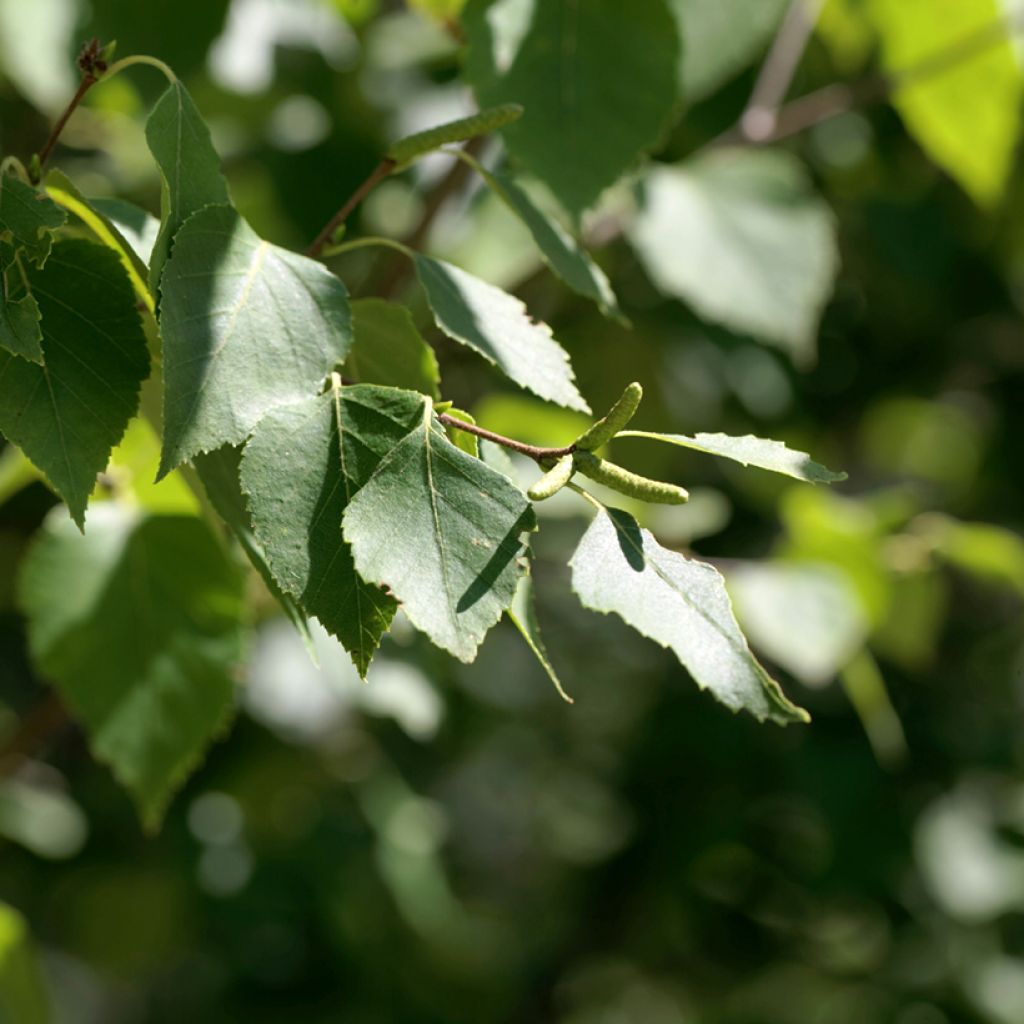 Betula papyrifera - Papier-Birke