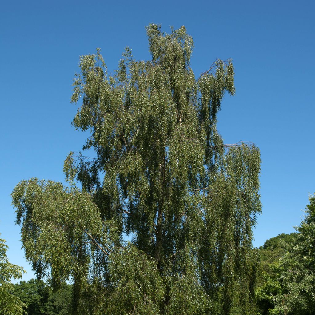 Betula pendula Tristis - Hänge-Birke