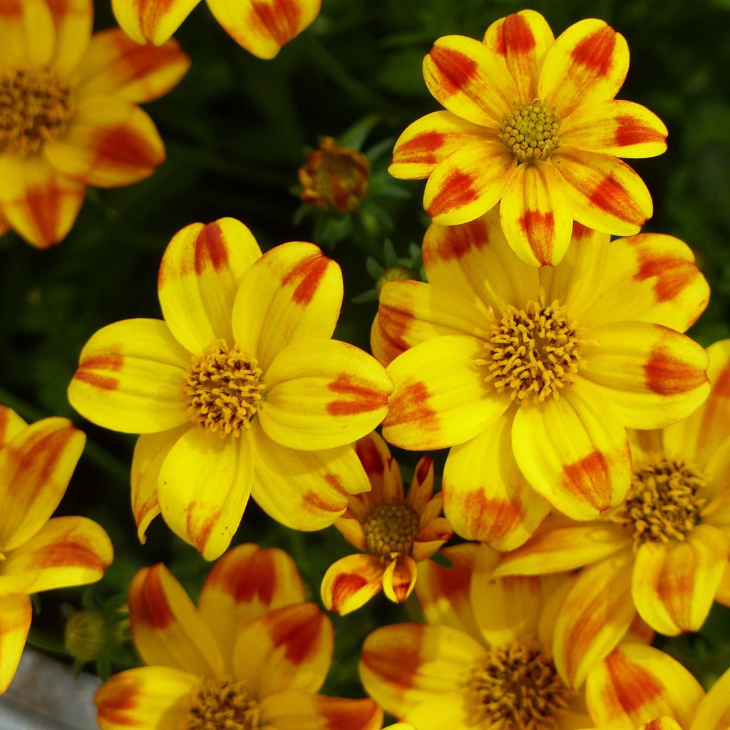 Bidens Beedance Painted Yellow - Zweizahn