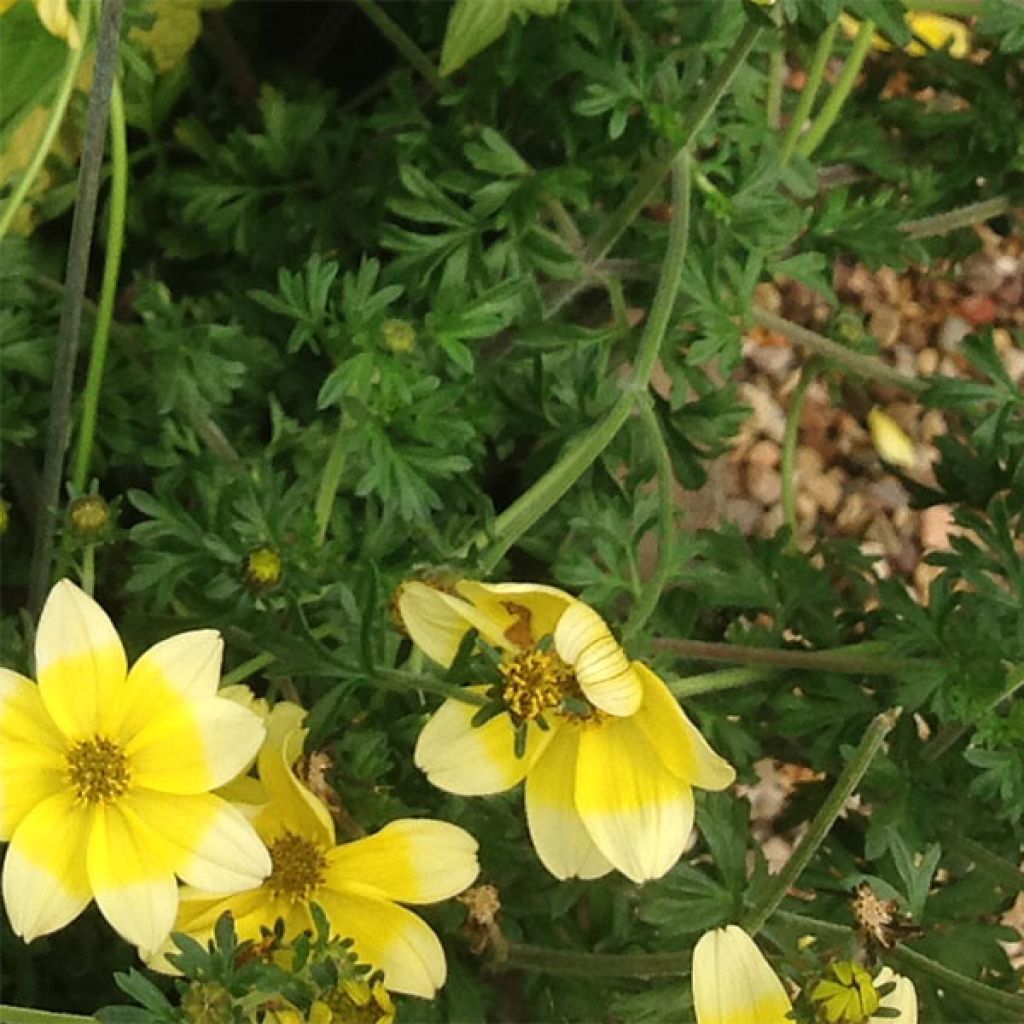 Bidens ferulifolia Lemon Moon - Zweizahn
