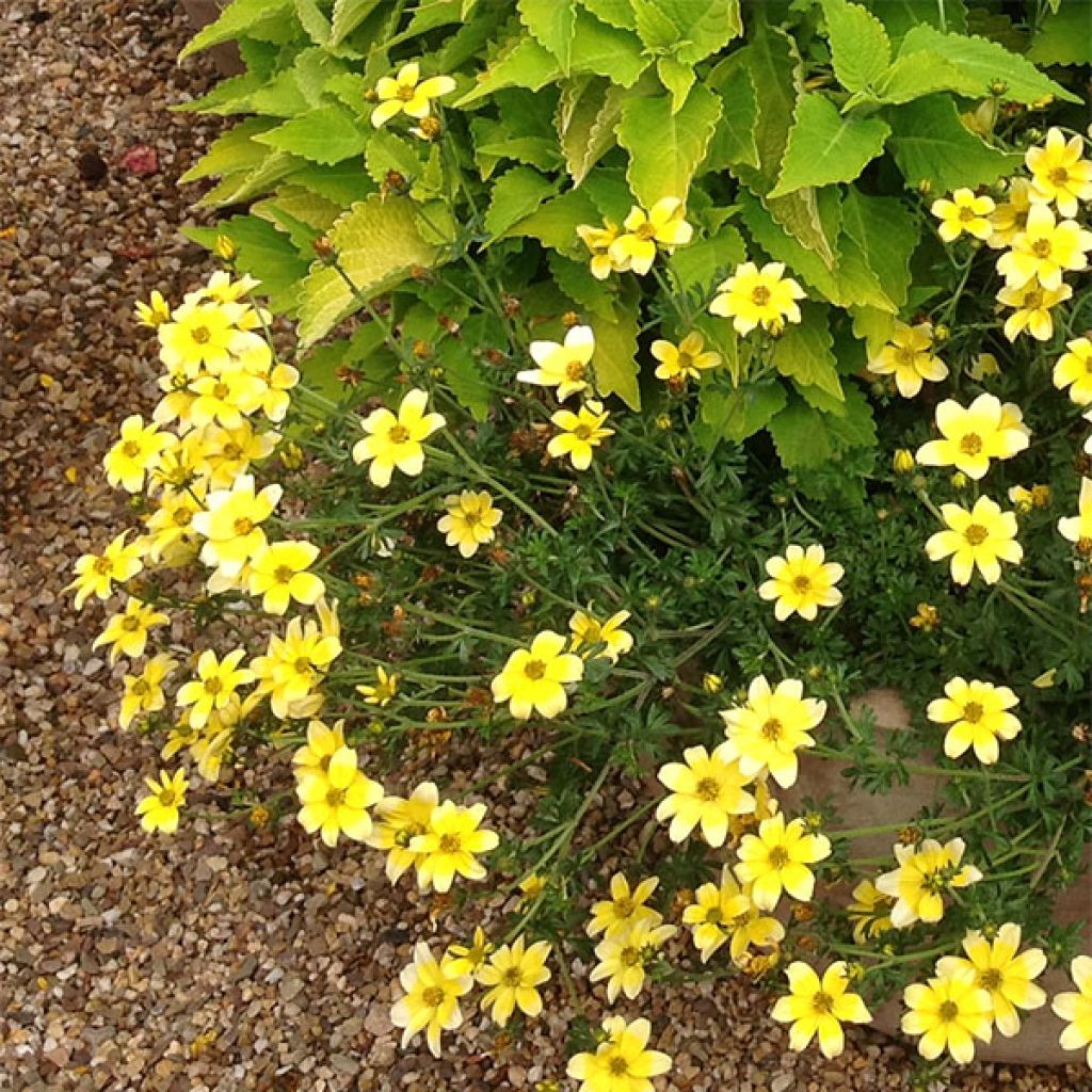 Bidens ferulifolia Lemon Moon - Zweizahn