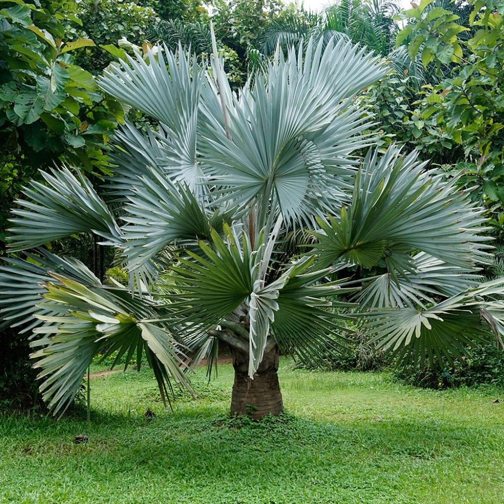 Bismarckia nobilis - Bismarck-Palme