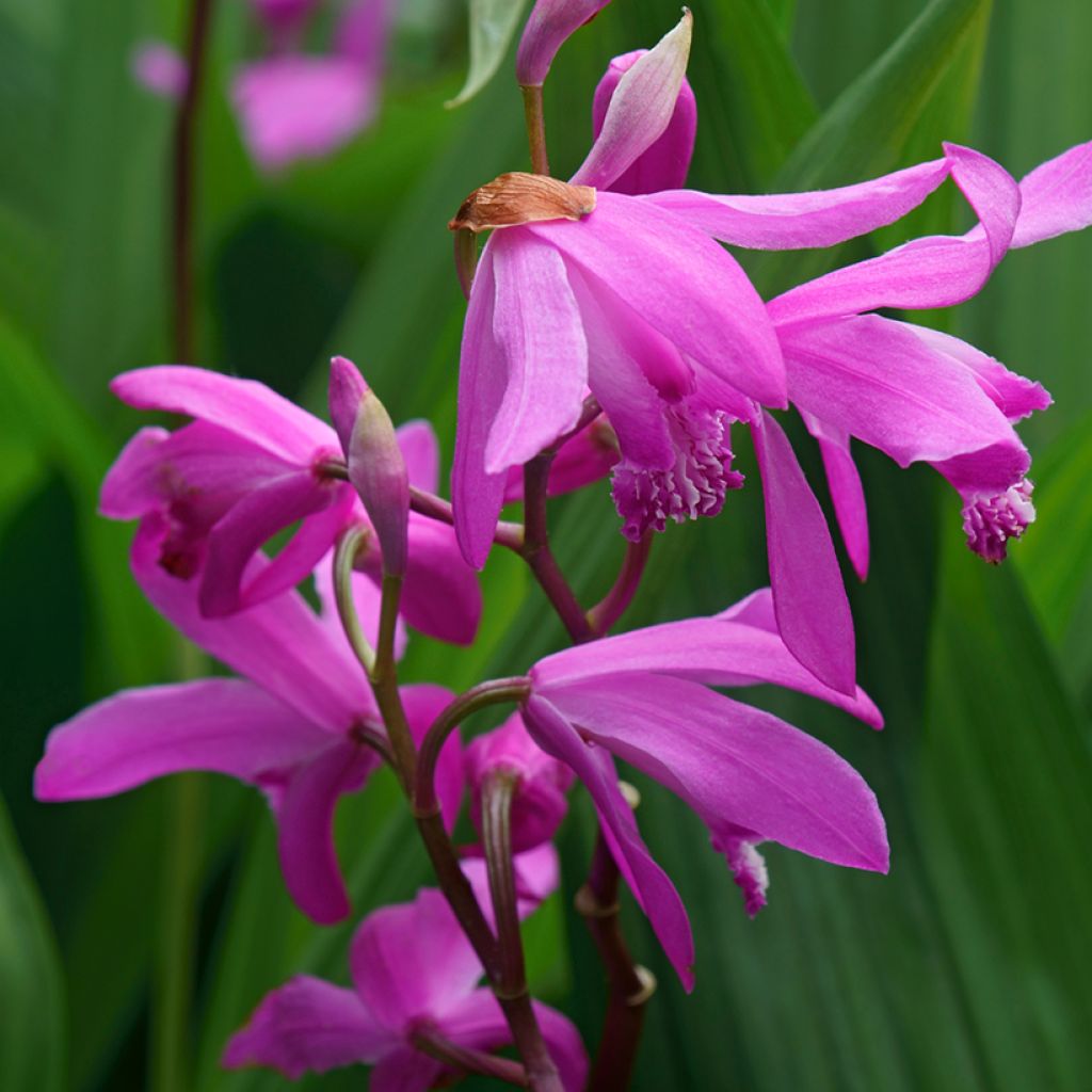 Bletilla striata Gabby - Japanorchidee