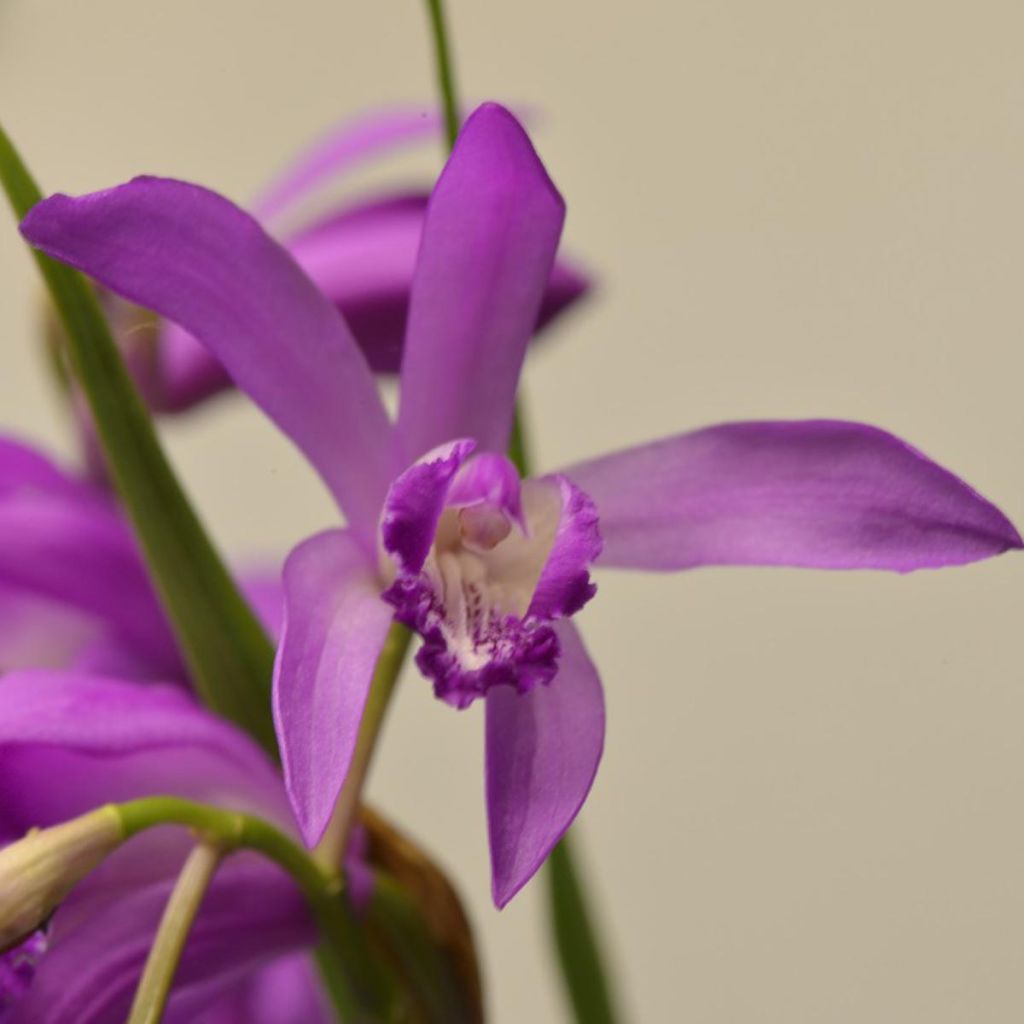 Bletilla striata Soryu Blue Dragon - Japanorchidee