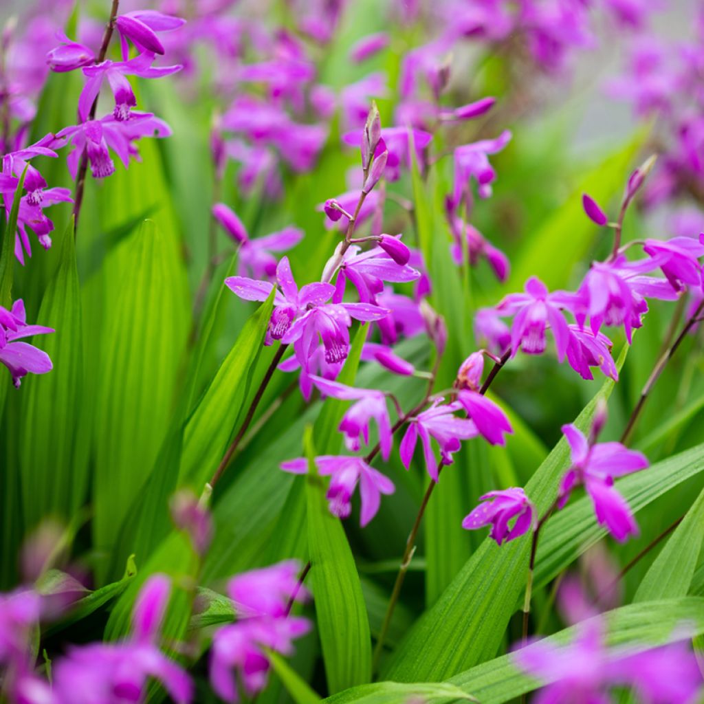 Bletilla striata Purple - Japanorchidee