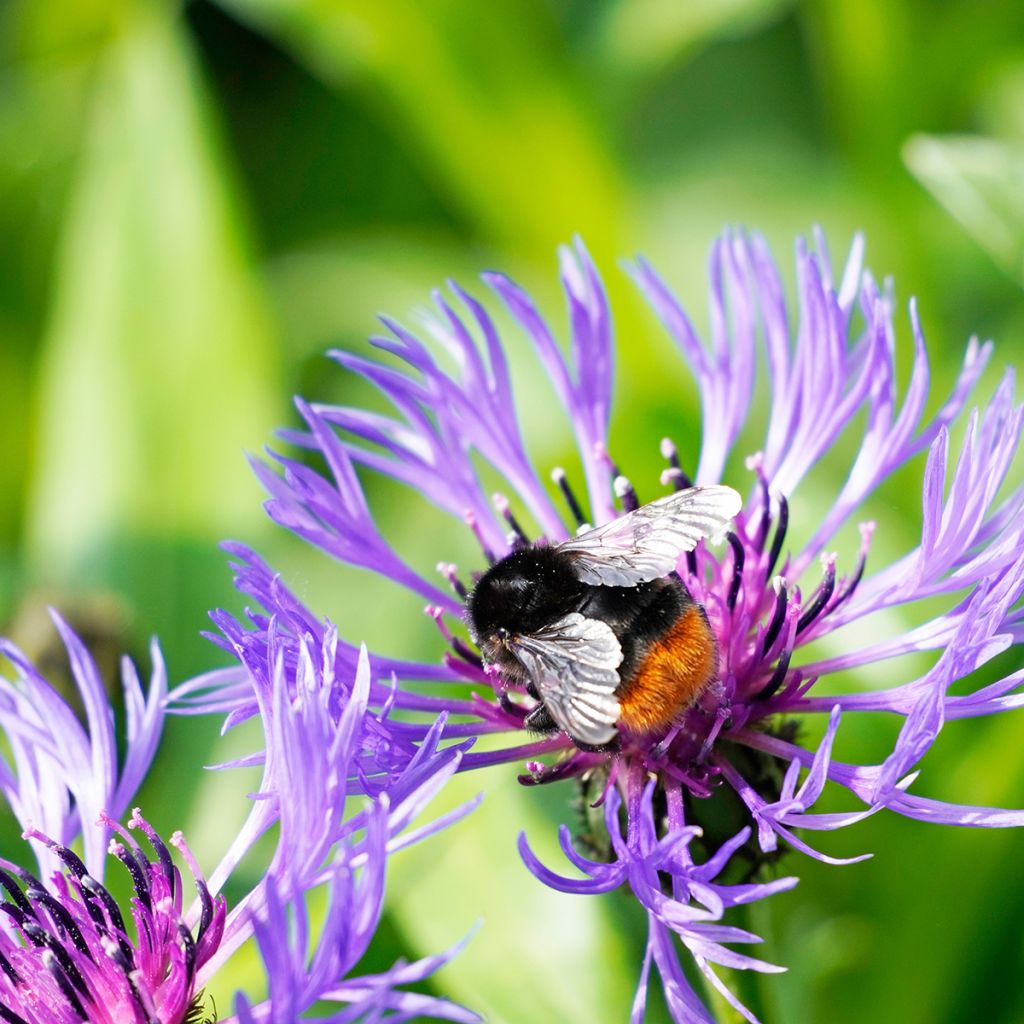 Berg-Flockenblume - Centaurea montana
