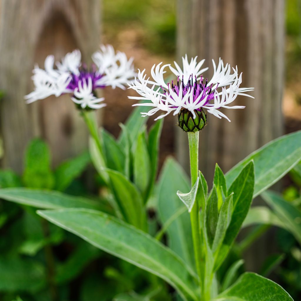 Berg-Flockenblume Amethyst in Snow - Centaurea montana