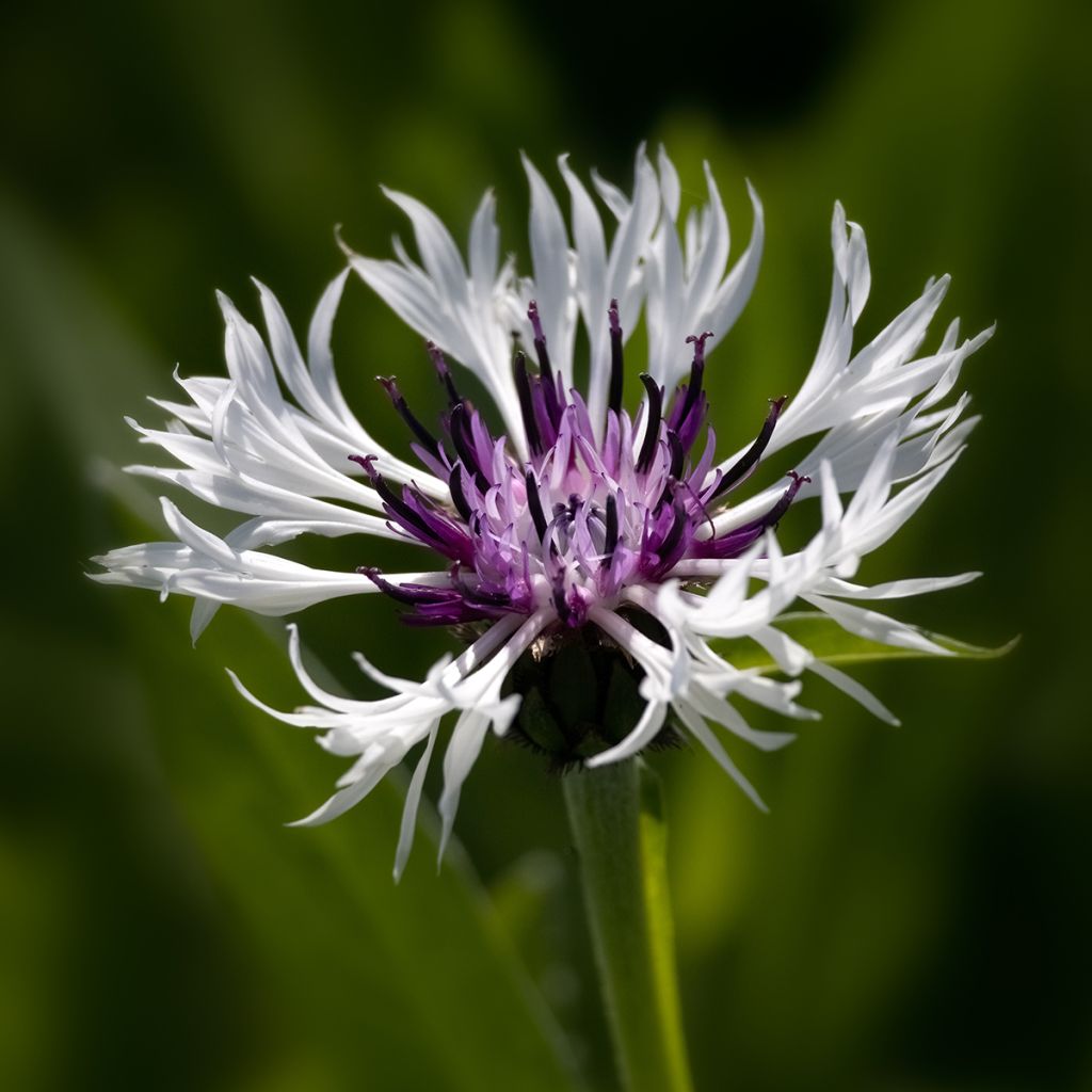 Berg-Flockenblume Purple Heart - Centaurea montana
