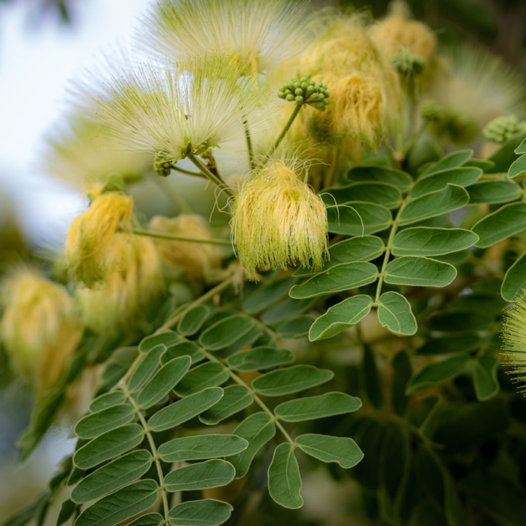 Albizia lebbeck