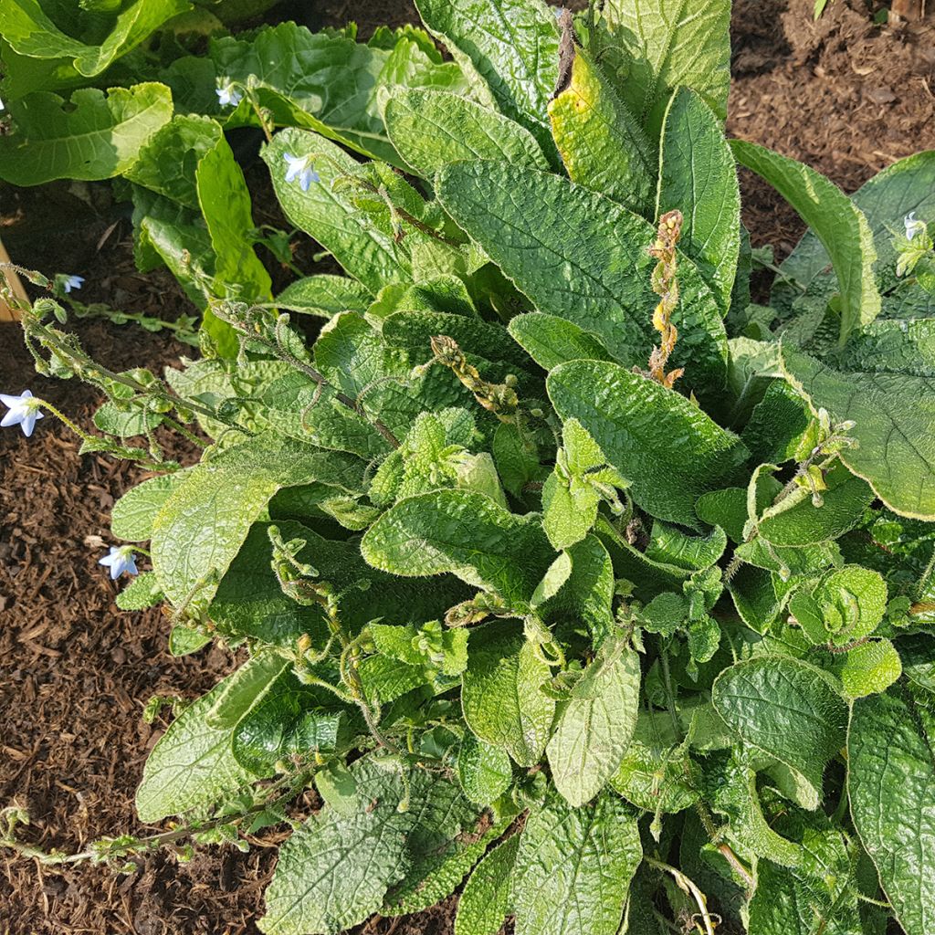 Borago pygmaea - Bourrache vivace naine