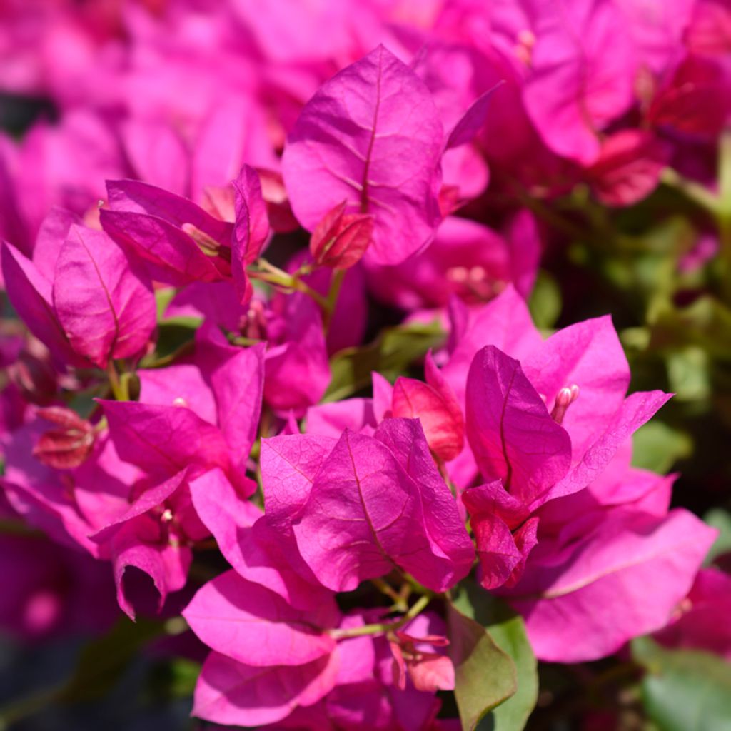 Bougainvillea Vera Deep Purple - Drillingsblume