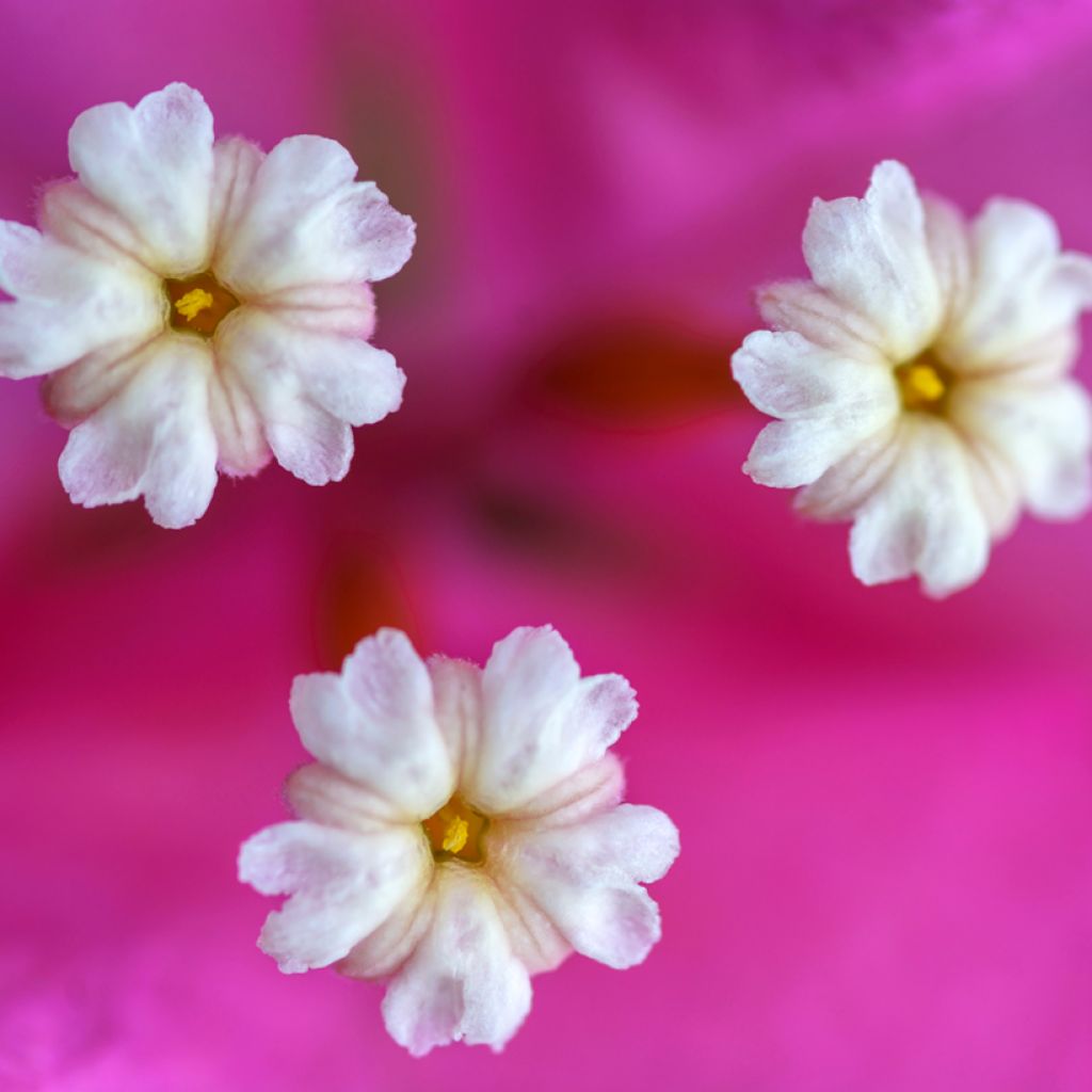 Bougainvillea Vera Deep Purple - Drillingsblume