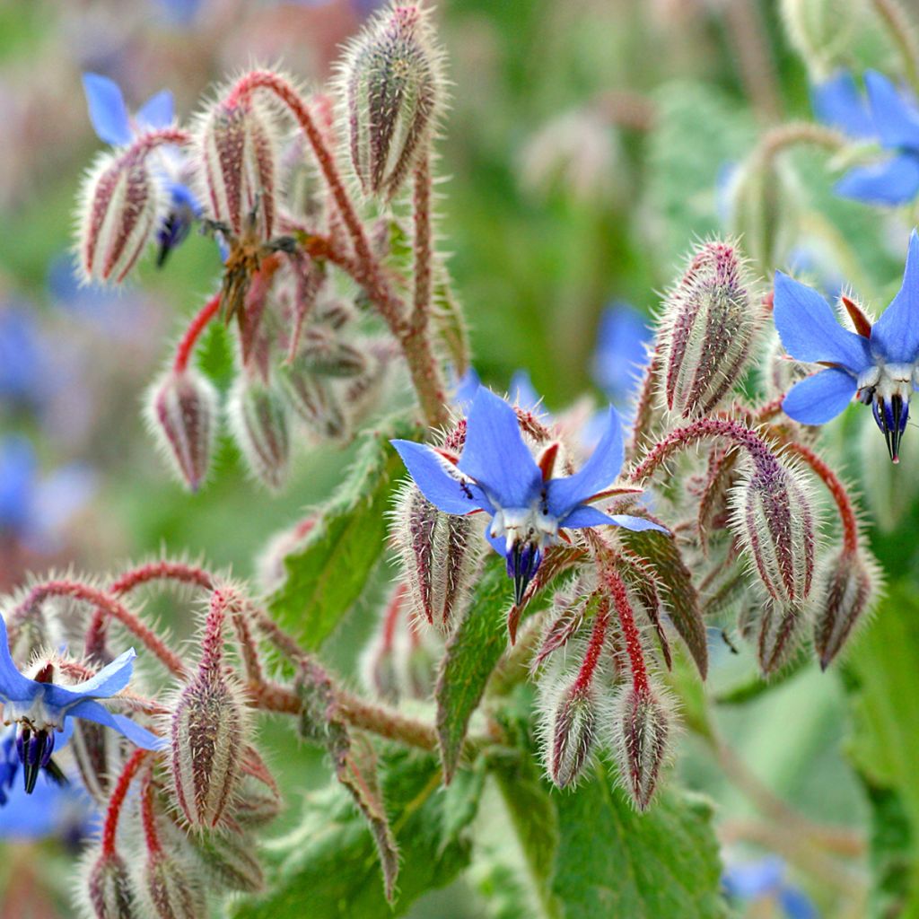 Borretsch Blau und weiß - Borago officinalis