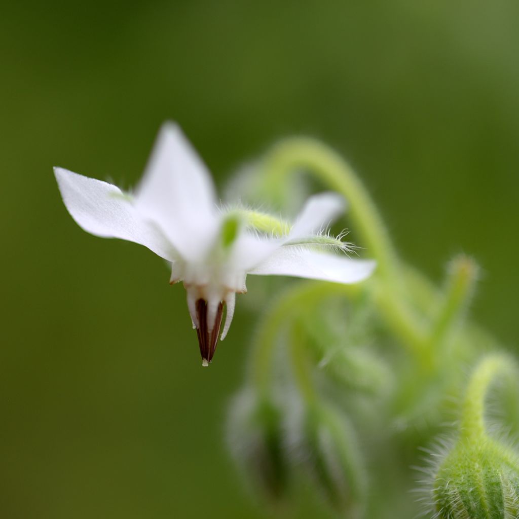 Borretsch Blau und weiß - Borago officinalis