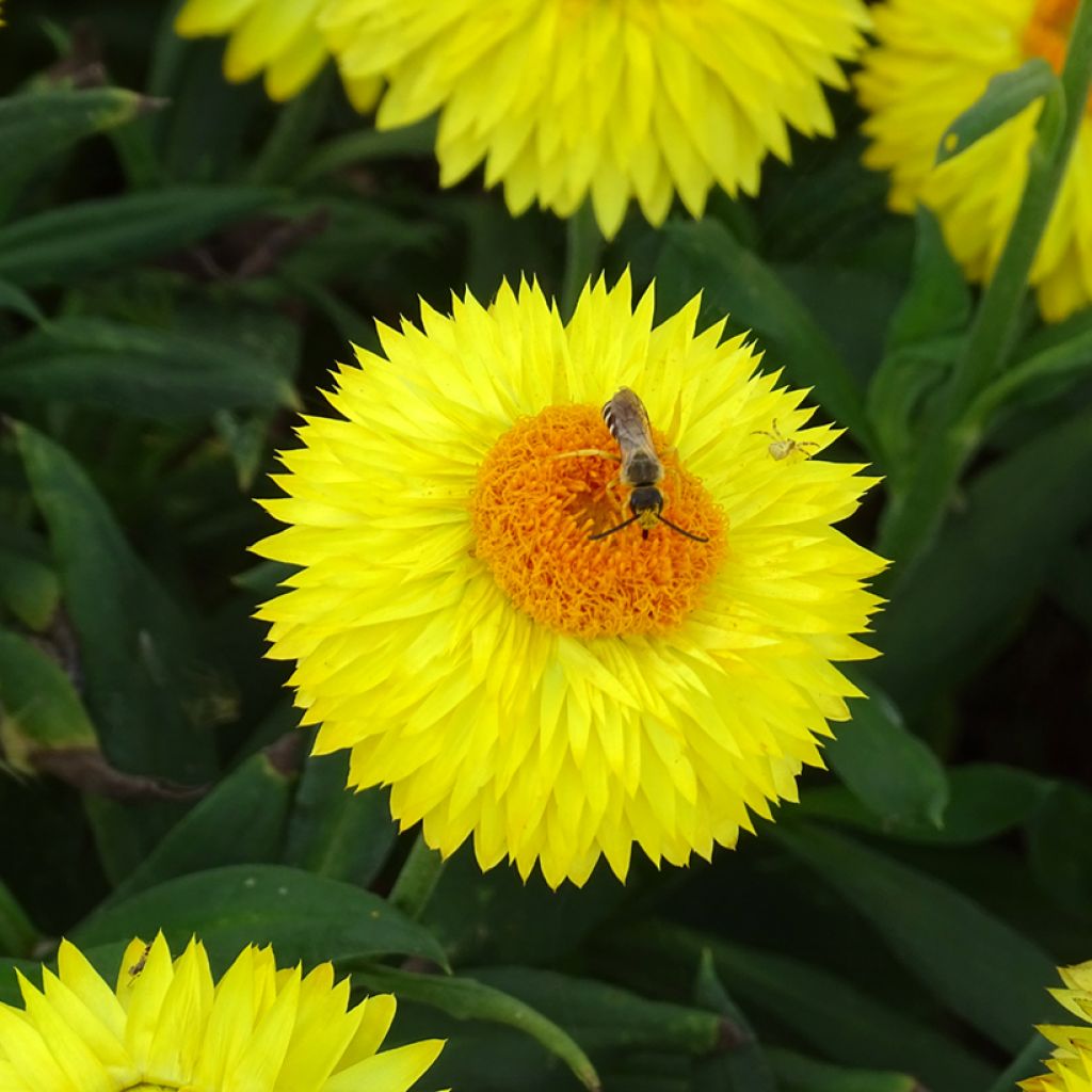 Bracteantha bracteata Granvia Gold - Garten-Strohblume