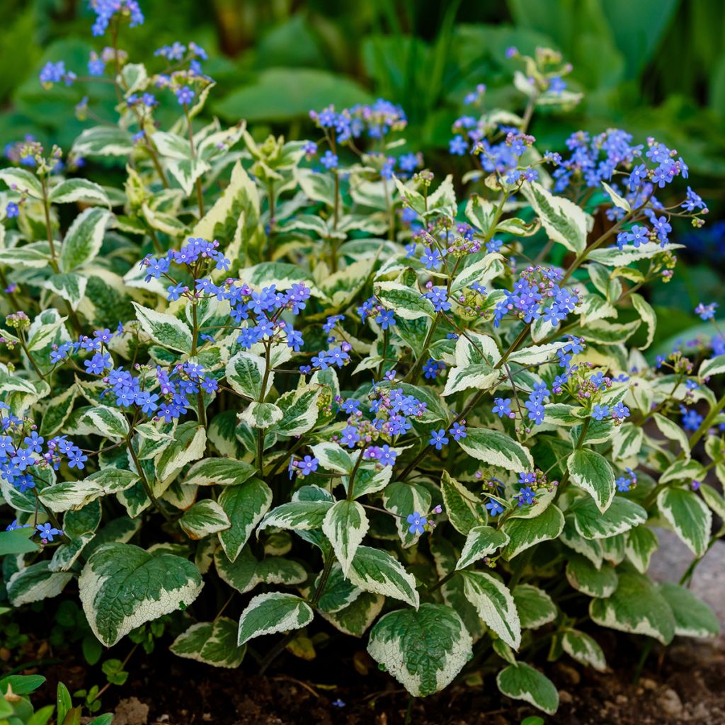 Brunnera macrophylla Variegata - Kaukasus-Vergißmeinnicht