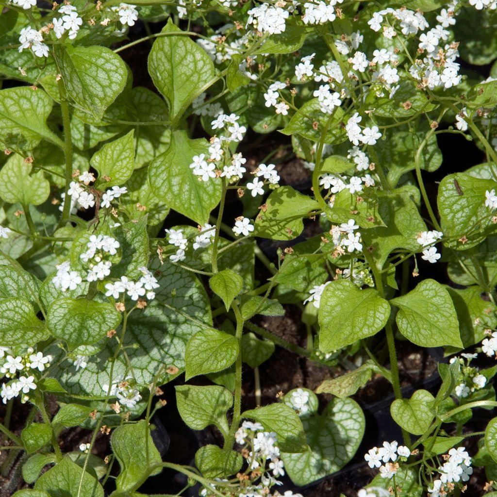 Brunnera macrophylla Mr Morse - Kaukasus-Vergißmeinnicht