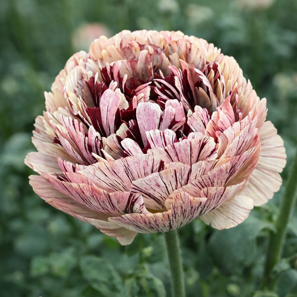 Ranunkel Brushmark Verona – Ranunculus asiaticus