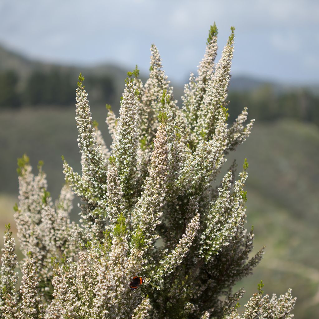 Baum-Heide Pink Joy - Erica arborea
