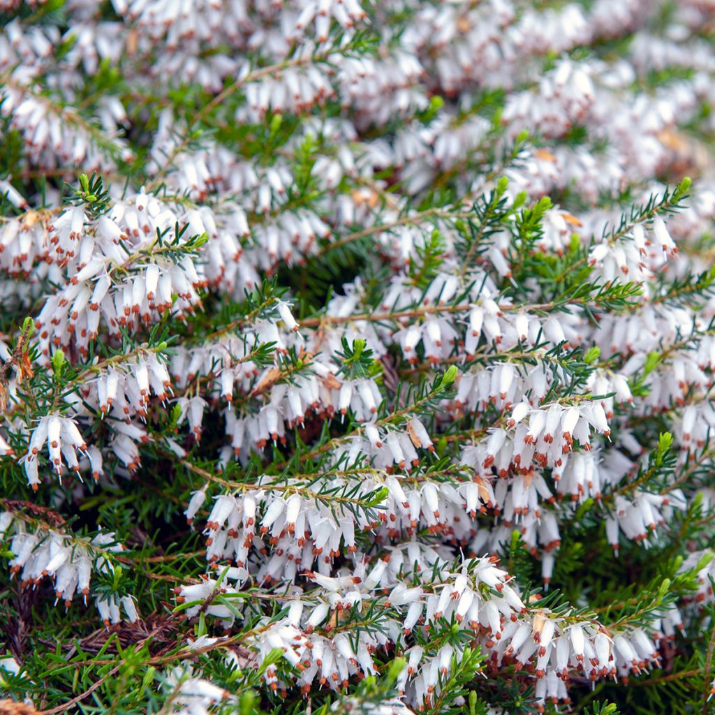 Schnee-Heide Springwood White - Erica carnea