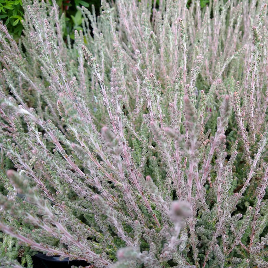 Besenheide Silver Knight - Calluna vulgaris