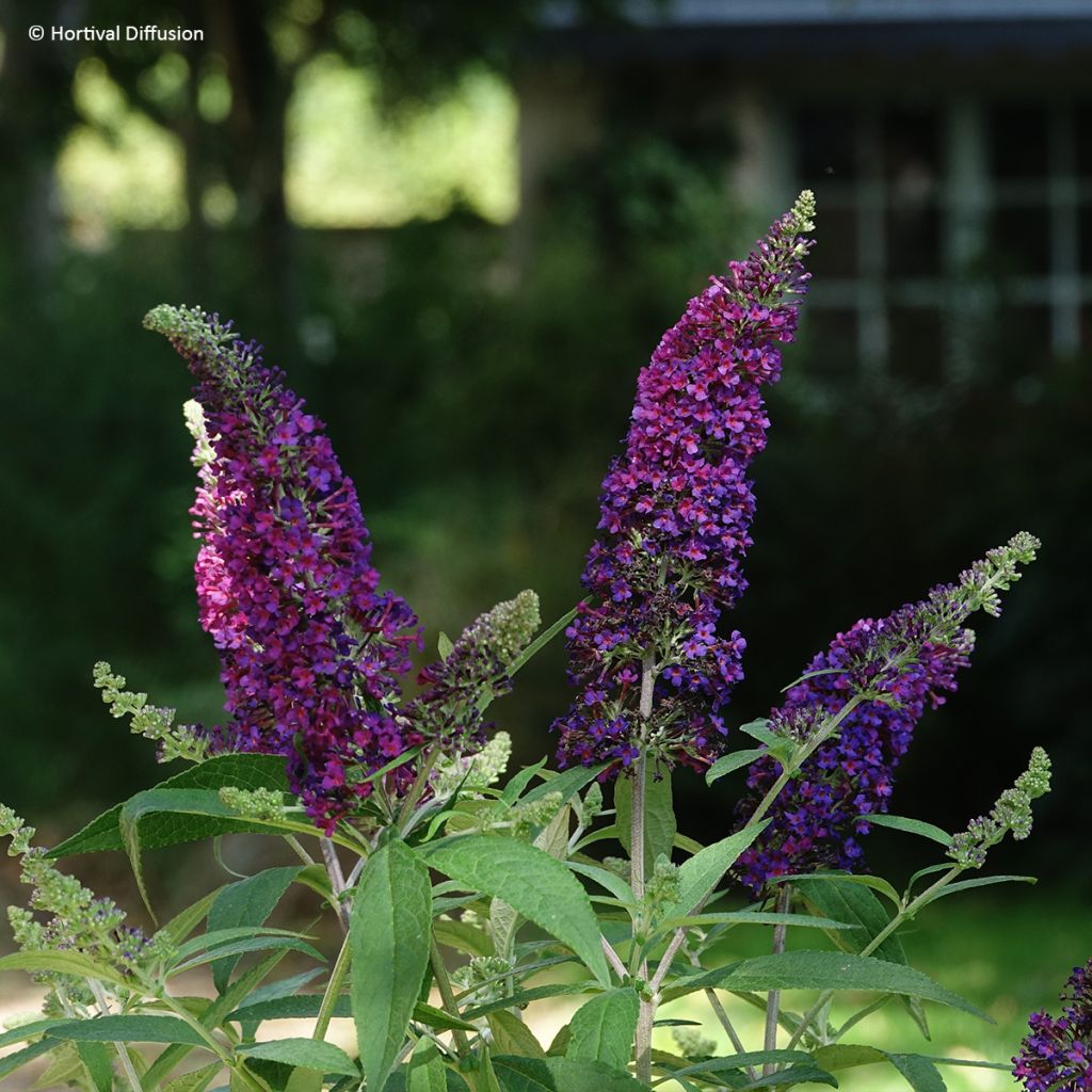 Buddleia davidii Rêve de Papillon Violet - Sommerflieder