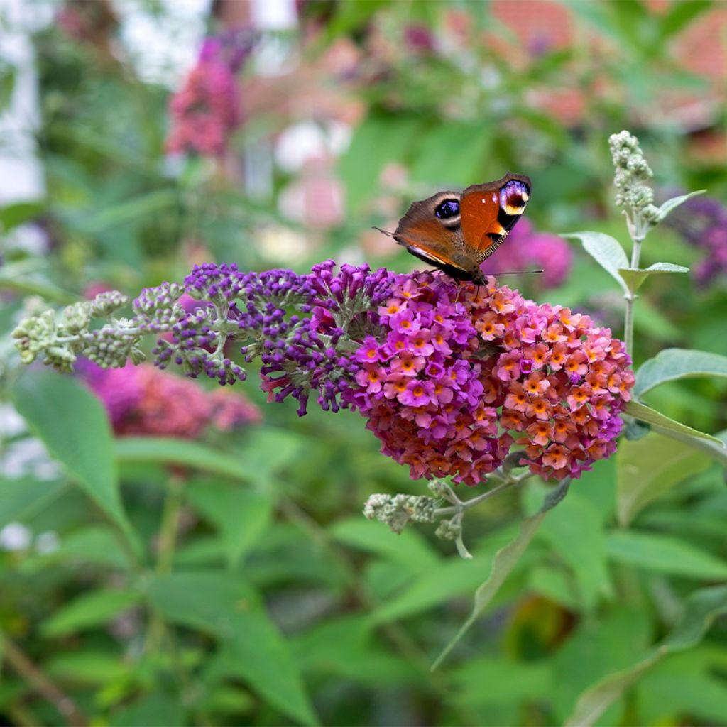 Buddleja Flower Power - Sommerflieder
