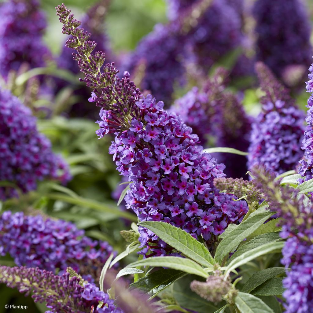 Buddleja davidii Butterfly Candy Little Purple - Sommerflieder