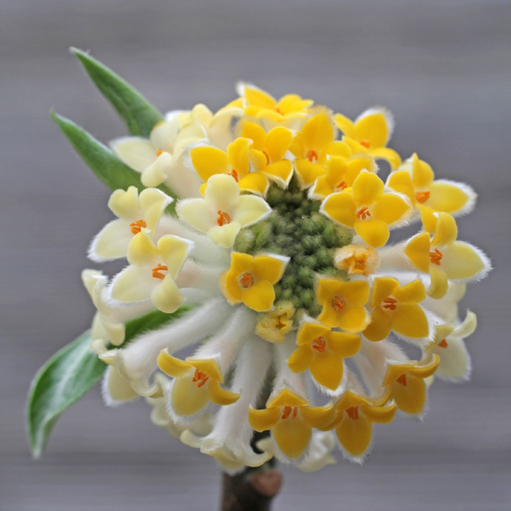 Edgeworthia chrysantha Winter Liebe - Edgeworthie
