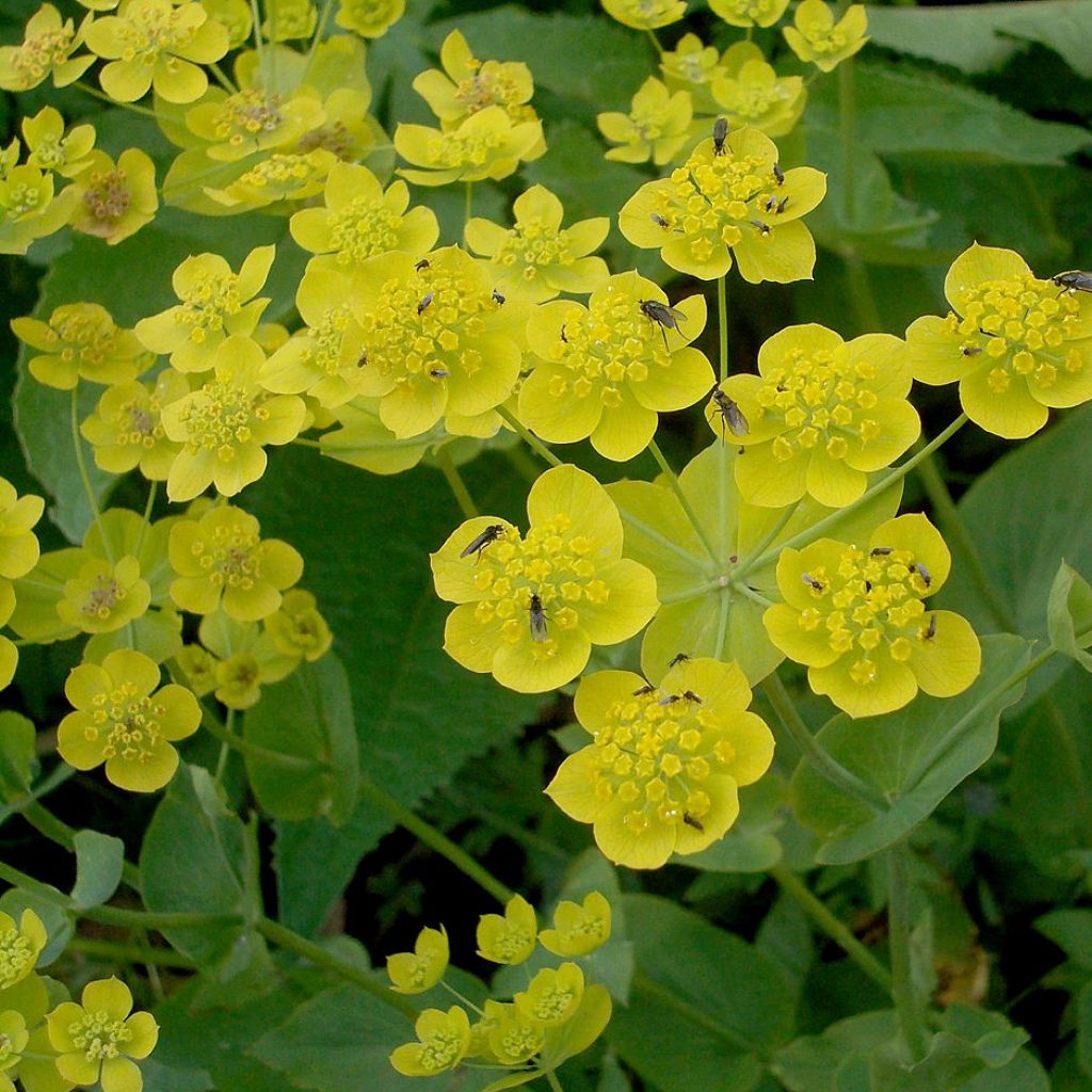 Bupleurum longifolium Aureum - Wald-Hasenohr