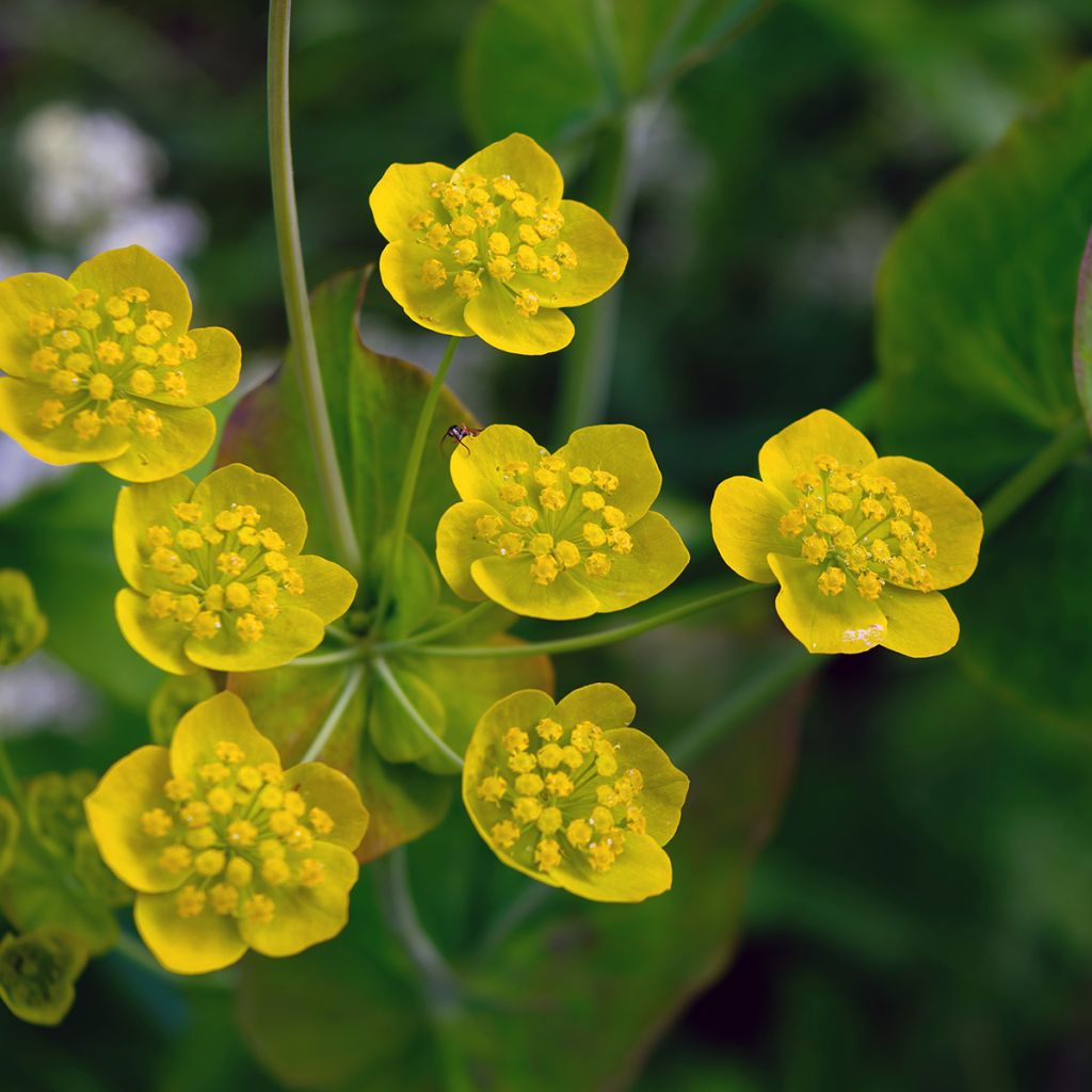 Bupleurum longifolium Aureum - Wald-Hasenohr