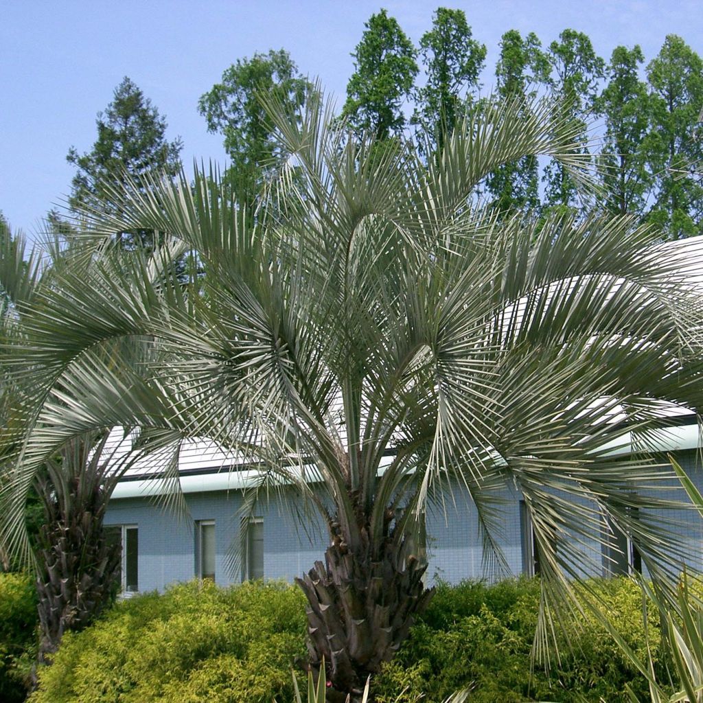 Butia capitata - Butia-Palme