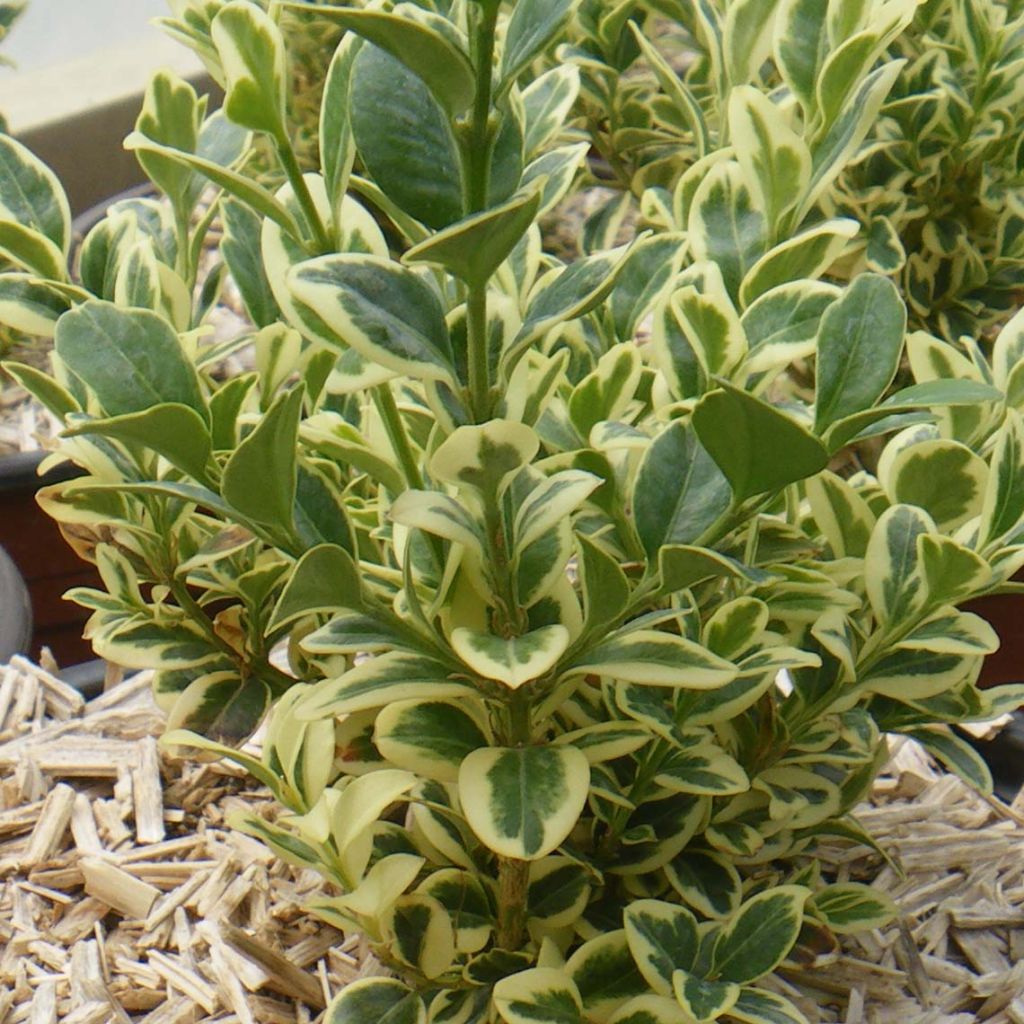Buxus sempervirens Elegans - Buschbaum