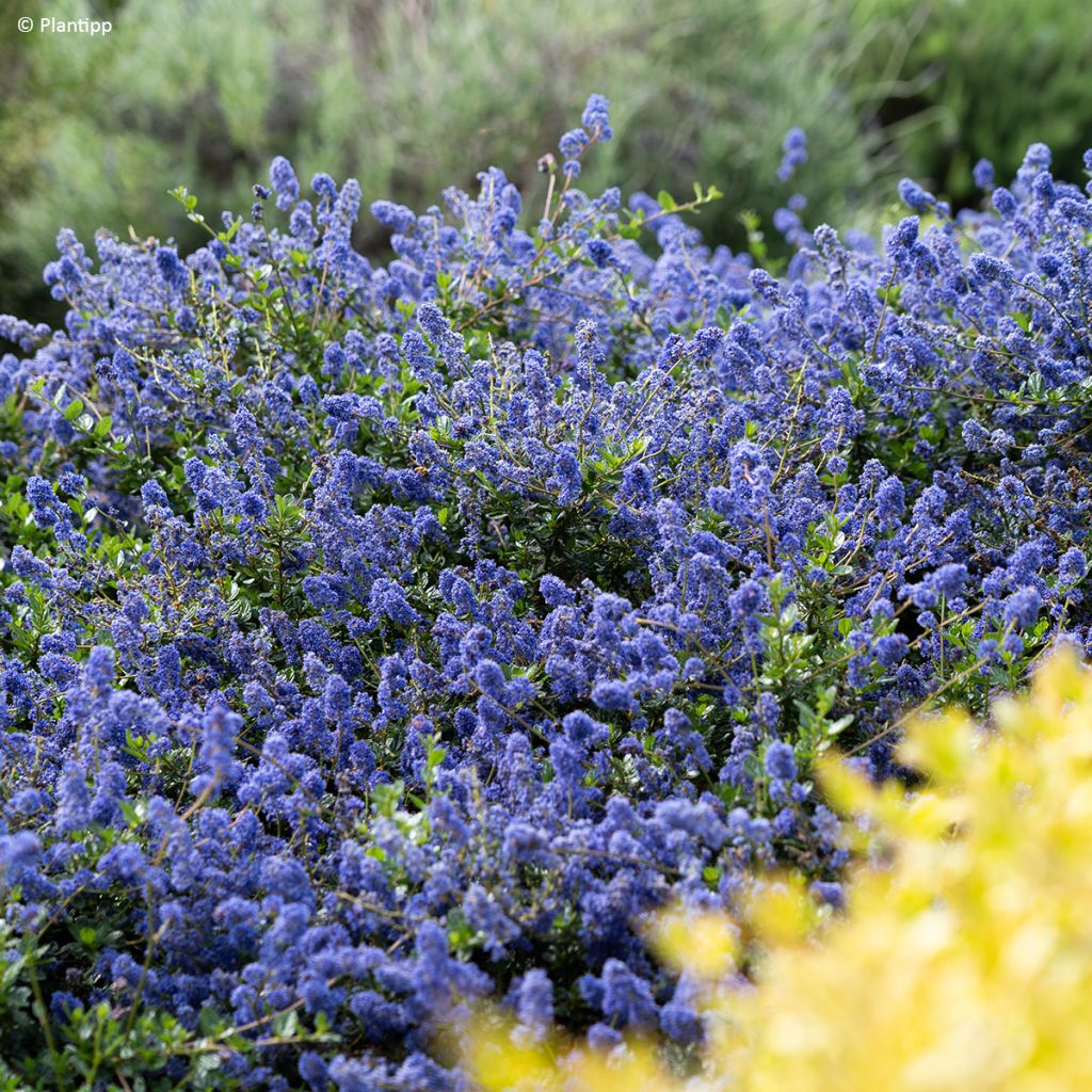 Säckelblume Pacific Wave - Ceanothus
