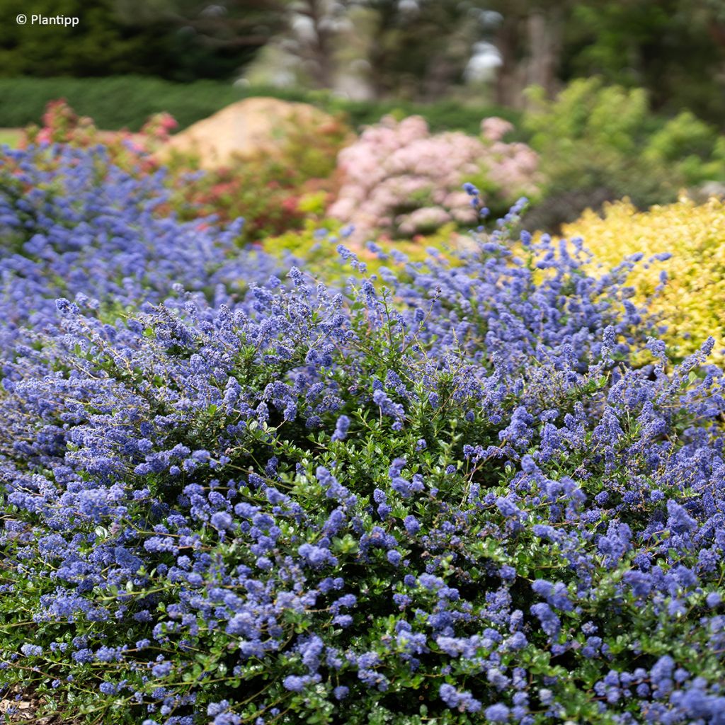 Säckelblume Pacific Wave - Ceanothus
