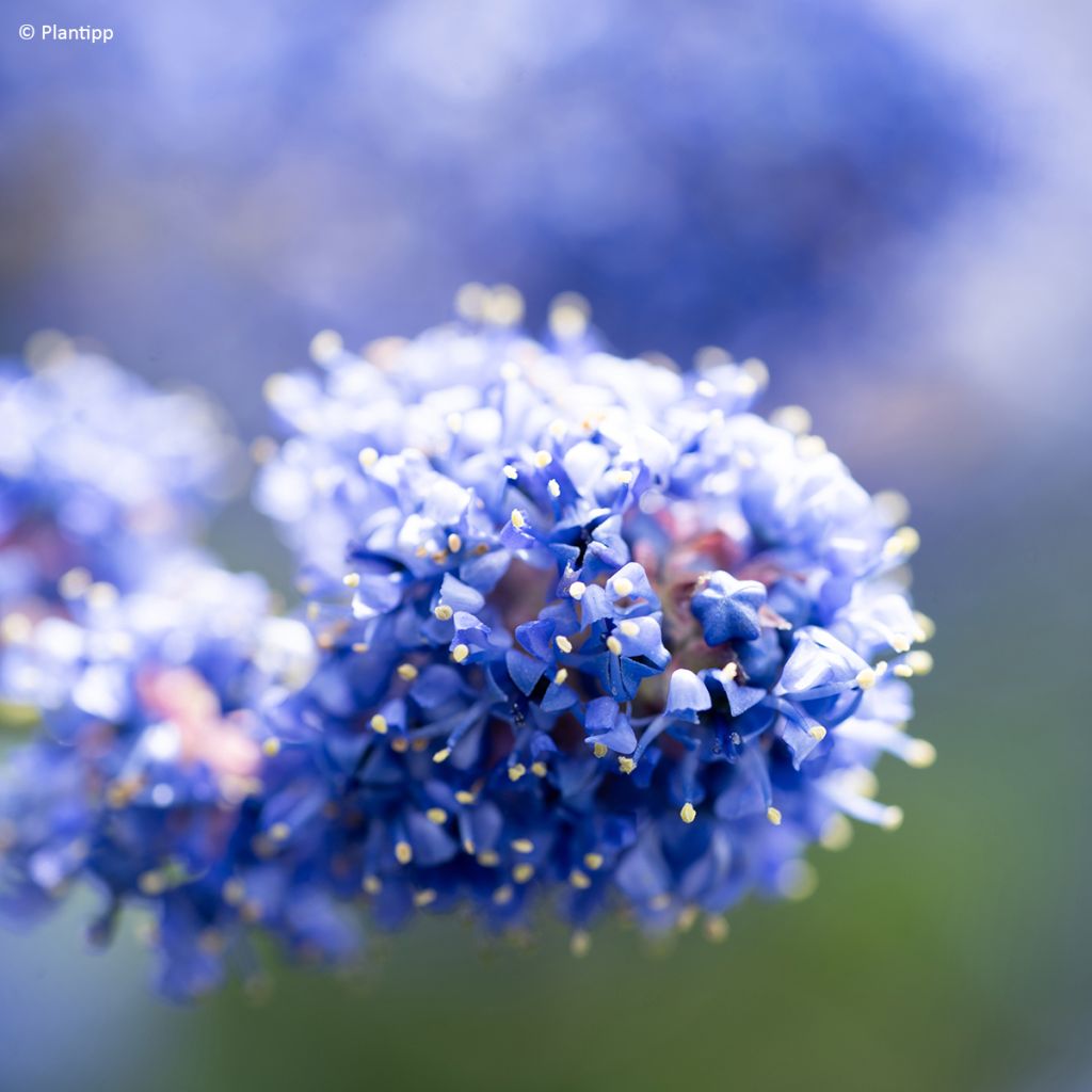 Säckelblume Pacific Wave - Ceanothus