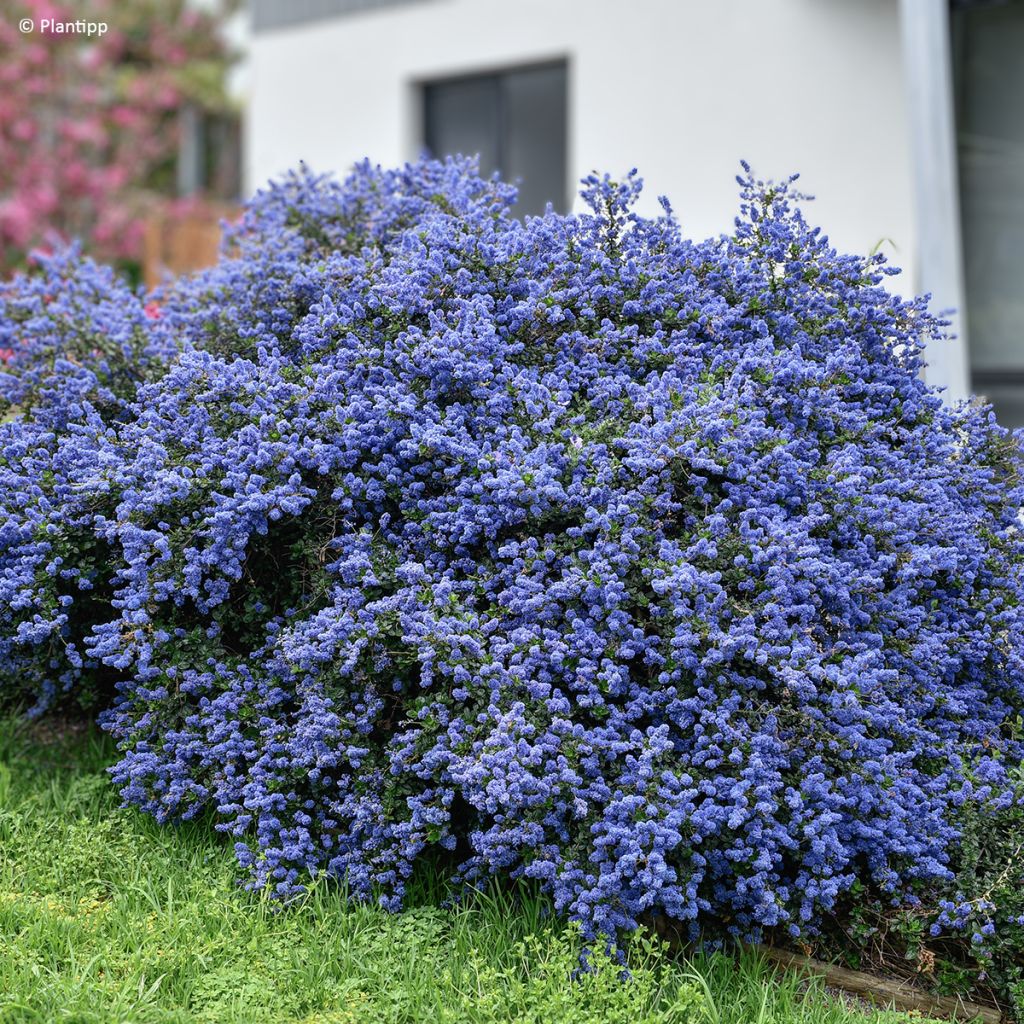 Säckelblume Pacific Wave - Ceanothus